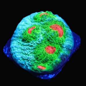 SDC Chalice Beach Party Cult