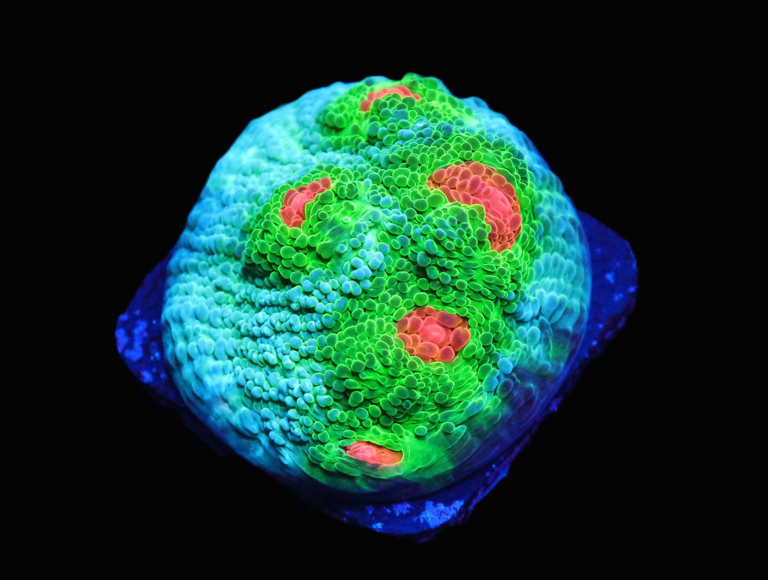 SDC Chalice Beach Party Cult