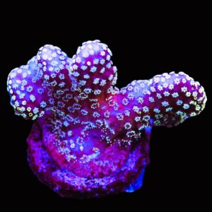 SDC Stylophora Midnight Sky