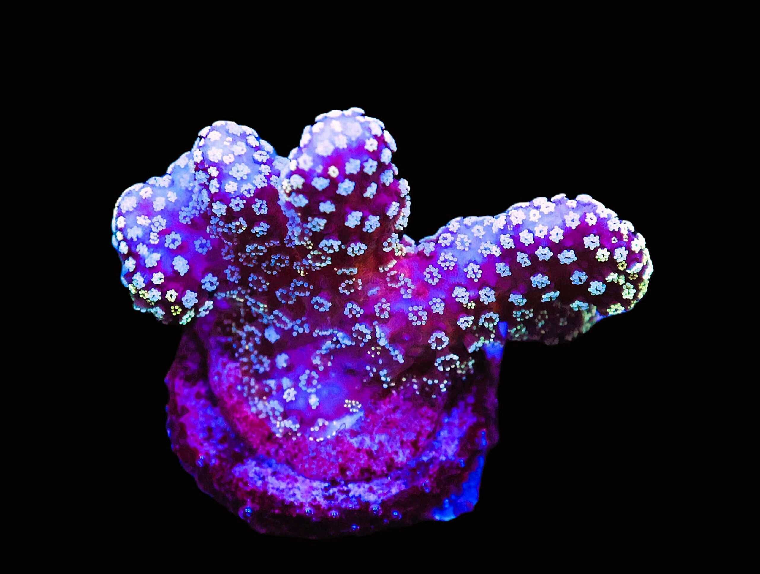 SDC Stylophora Midnight Sky