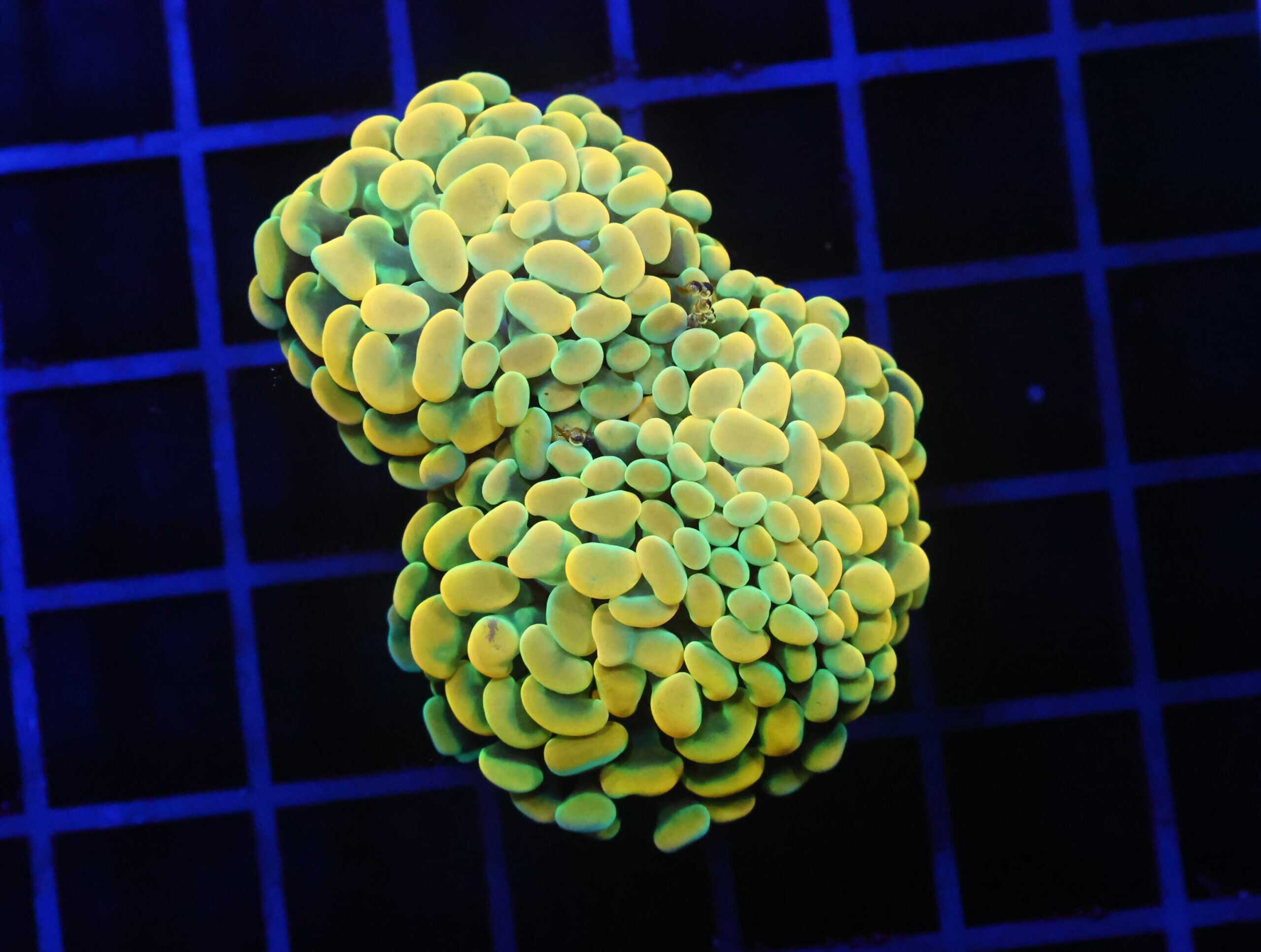 D52 - INDO HAMMER BRANCH GOLD FIESTA 3 HEAD