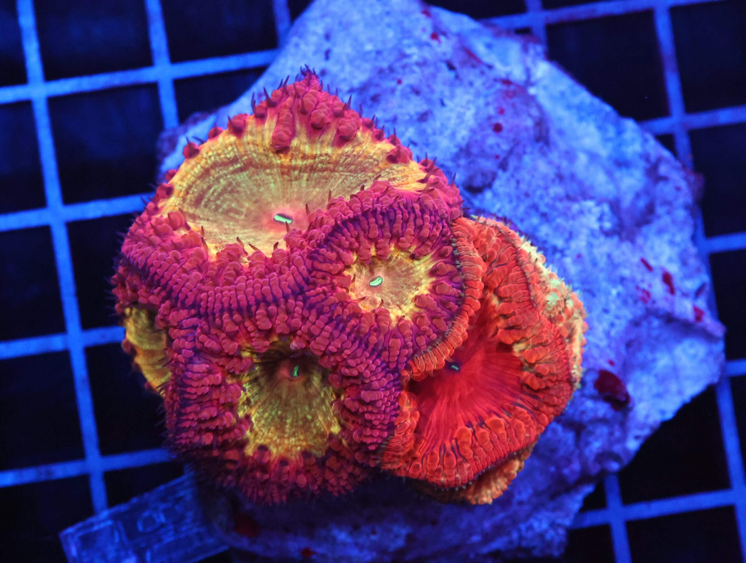 B03 -INDO GOLDEN CRIMSON BLASTO