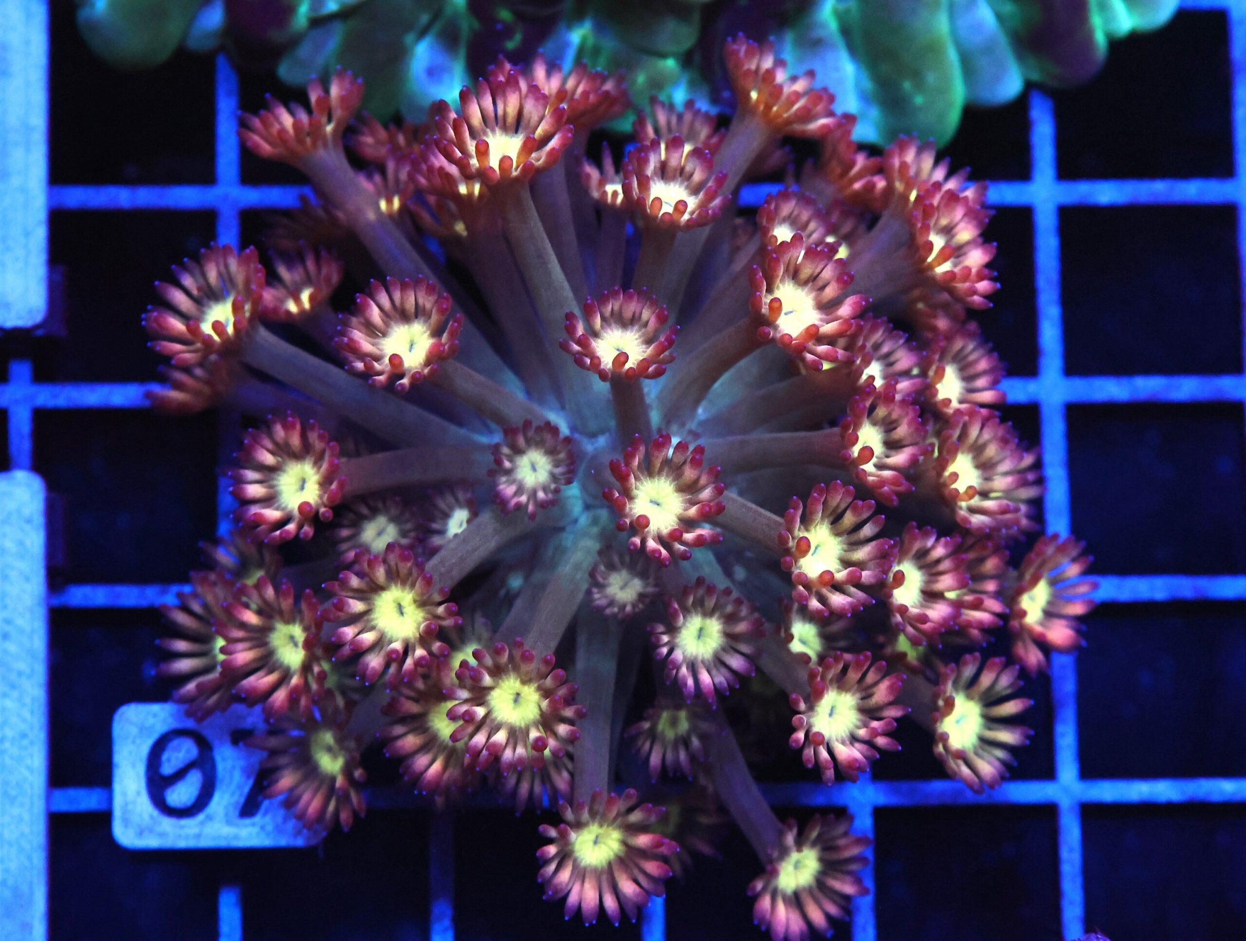 B07 -INDO CHERRY BLOSSOM GONIOPORA