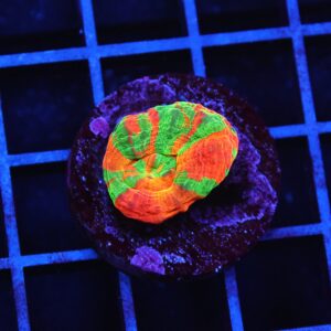 B08 -BLEEDING APPLE SCOLYMIA AUSTRALIS CULTURED