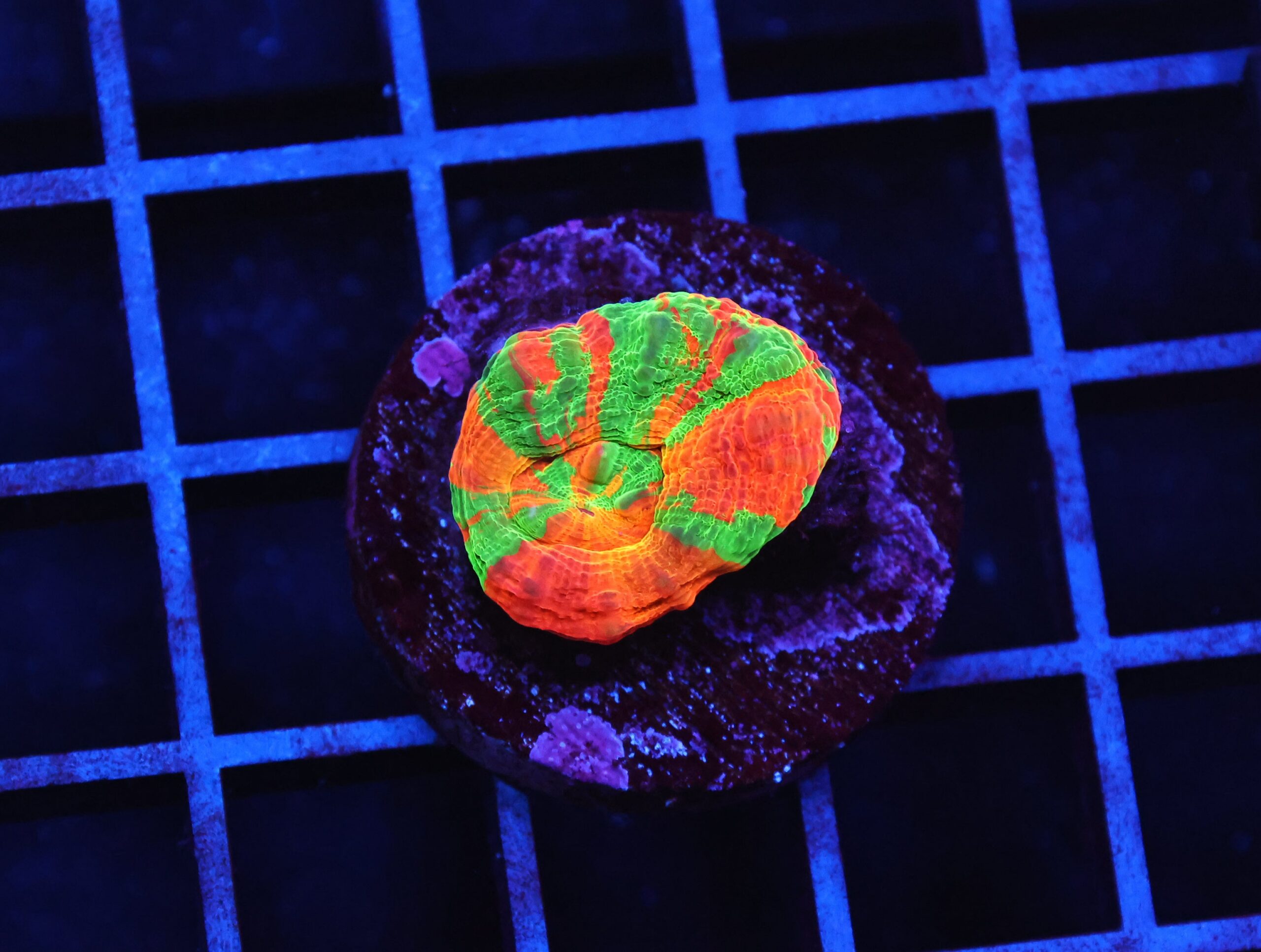 B08 -BLEEDING APPLE SCOLYMIA AUSTRALIS CULTURED