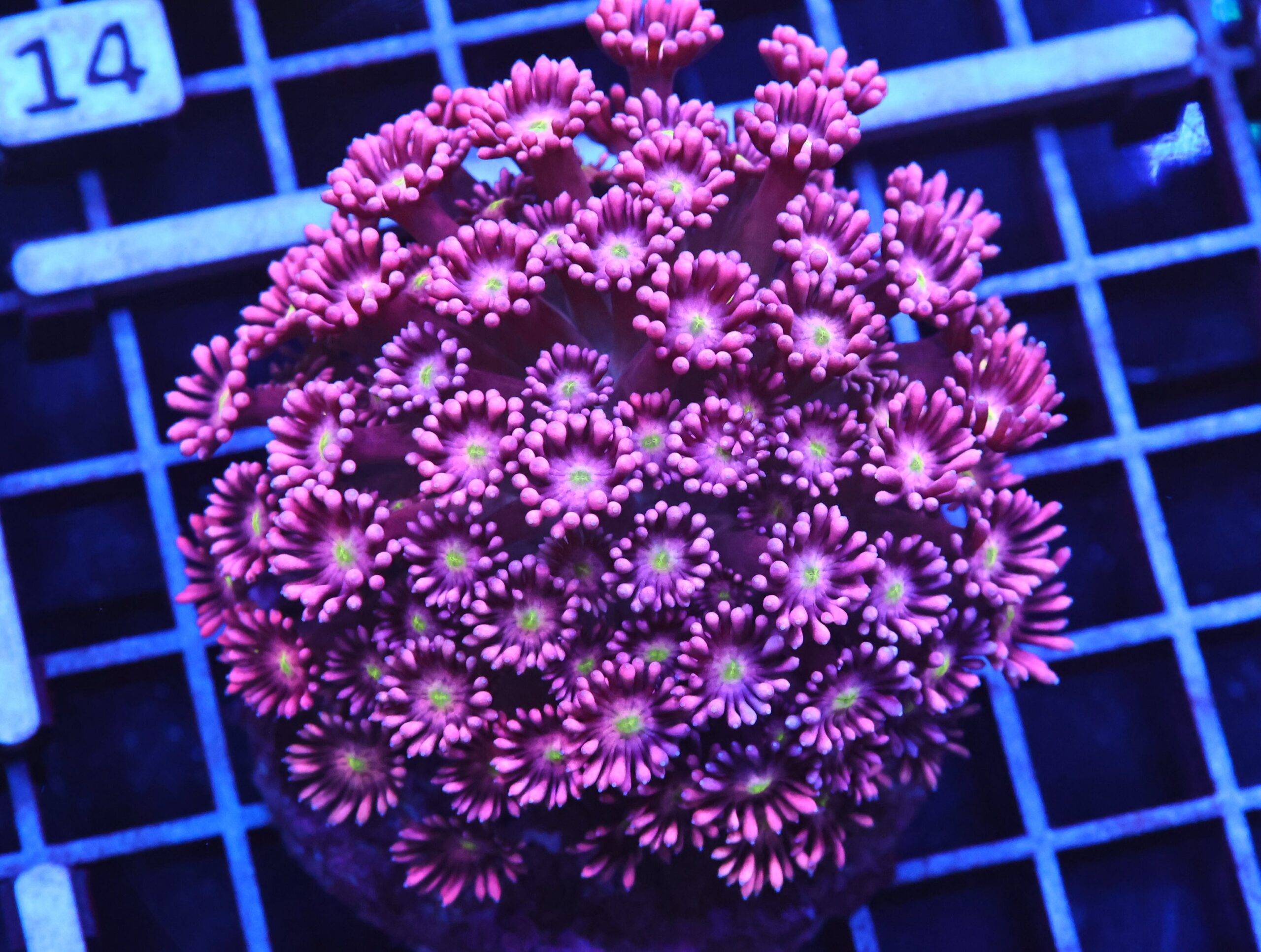 B09 -INDO HOT PINK GONIOPORA