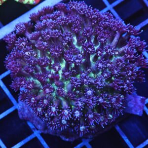 B10 -INDO GLITTER BOMB GONIOPORA