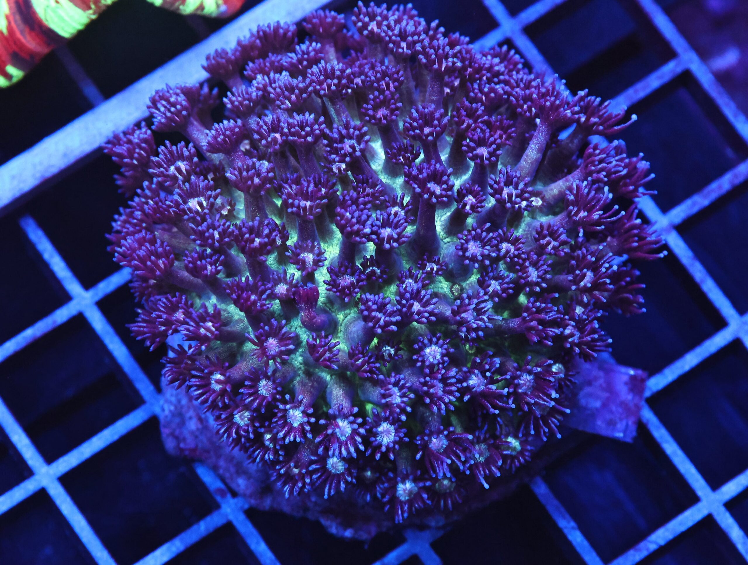 B10 -INDO GLITTER BOMB GONIOPORA