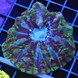 B101 - RIDDLERS REVERNGE INDOPHYLLIA