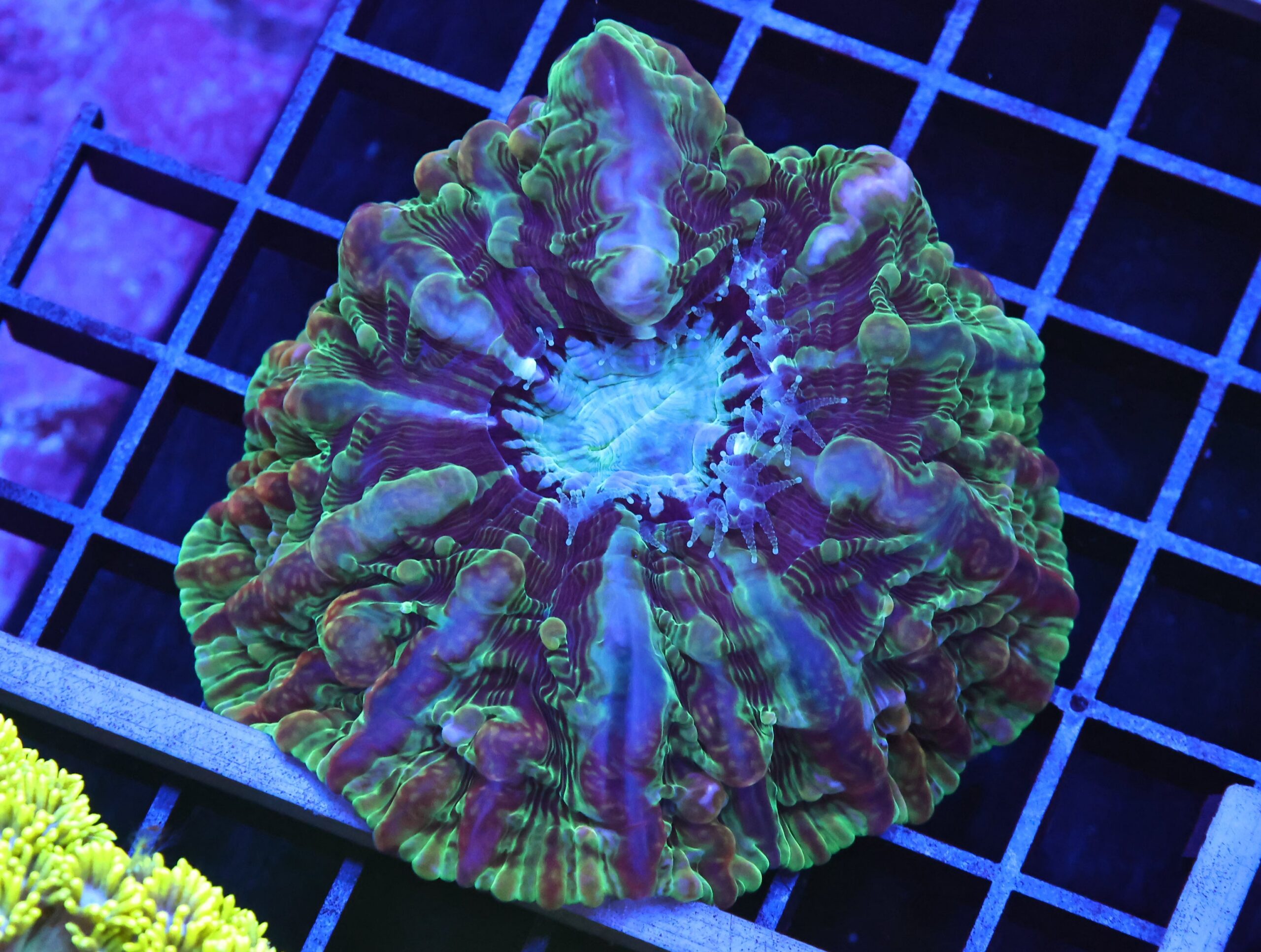 B101 - RIDDLERS REVERNGE INDOPHYLLIA