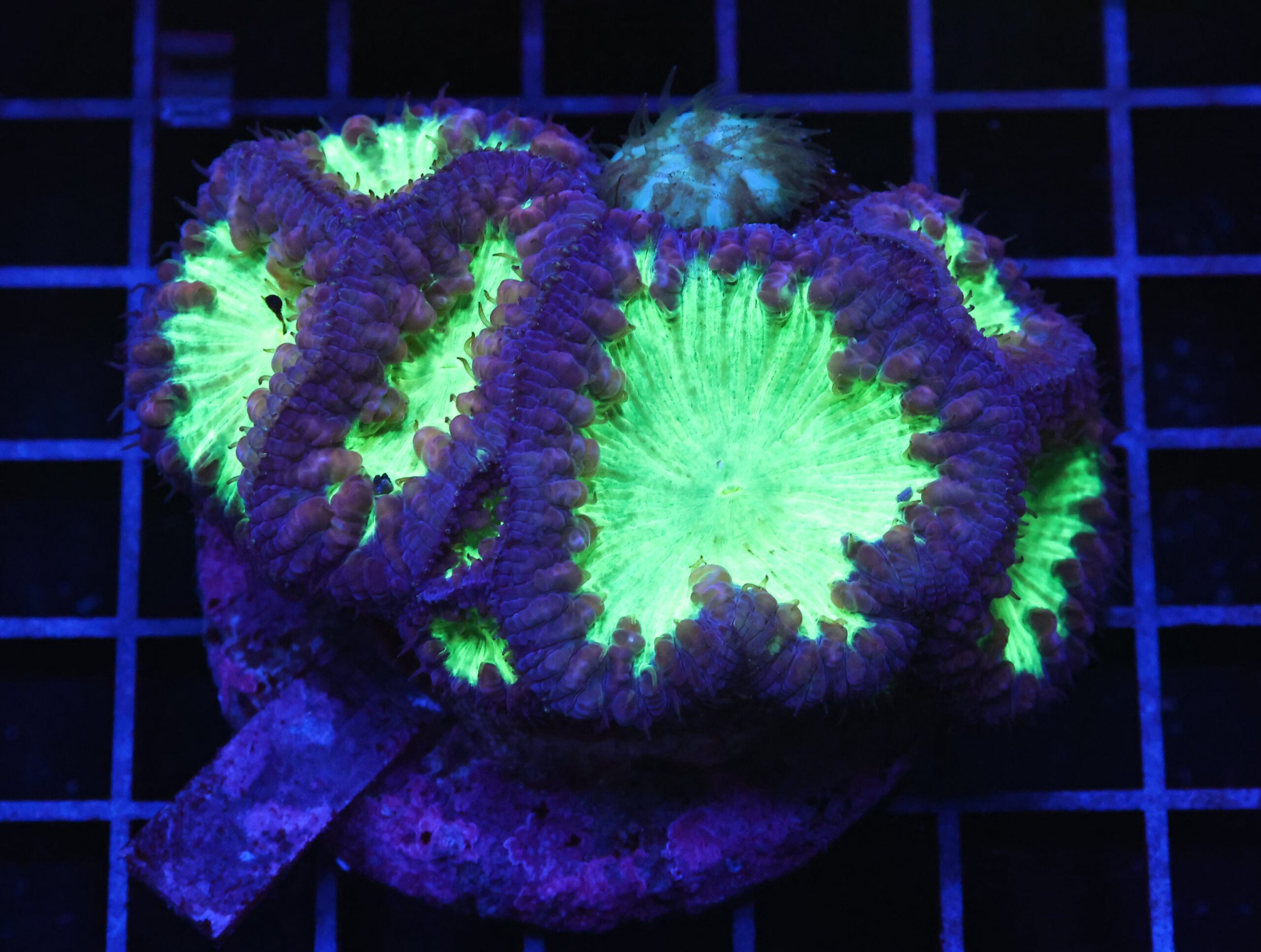 B108 - INDO NEON EYE BLASTO