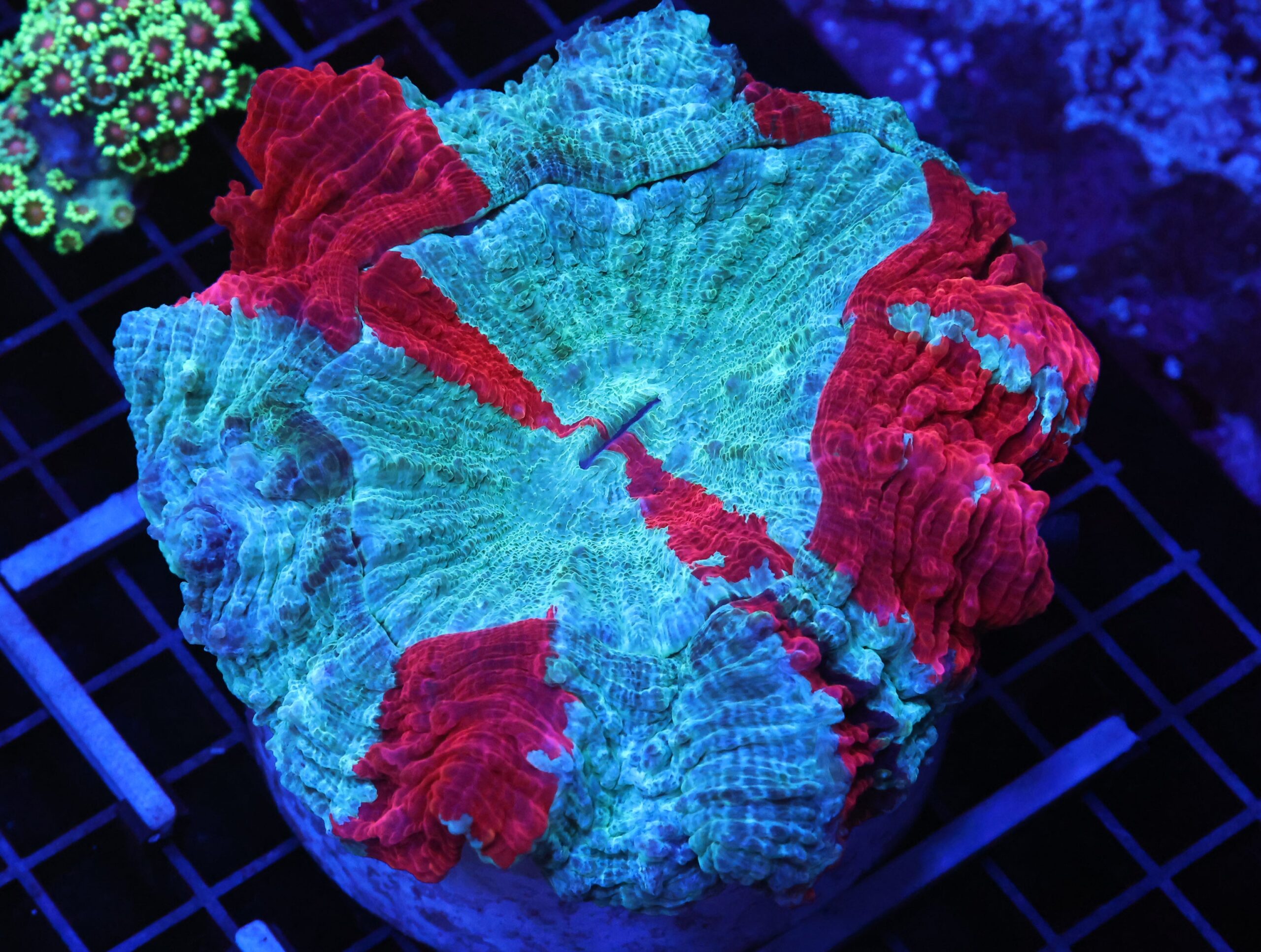 B110 - MALAYSIAN SPIDERMAN ACANTHOPHYLLIA