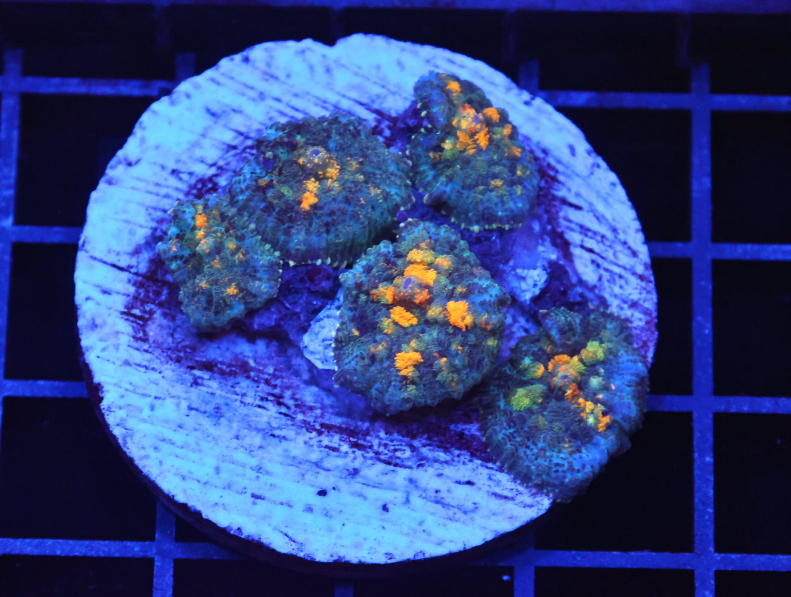 B111 - GOLD BLAST RHODACTIS MUSHROOM