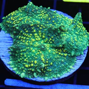 B118 - URANIUM RHODACTIS MUSHROOM