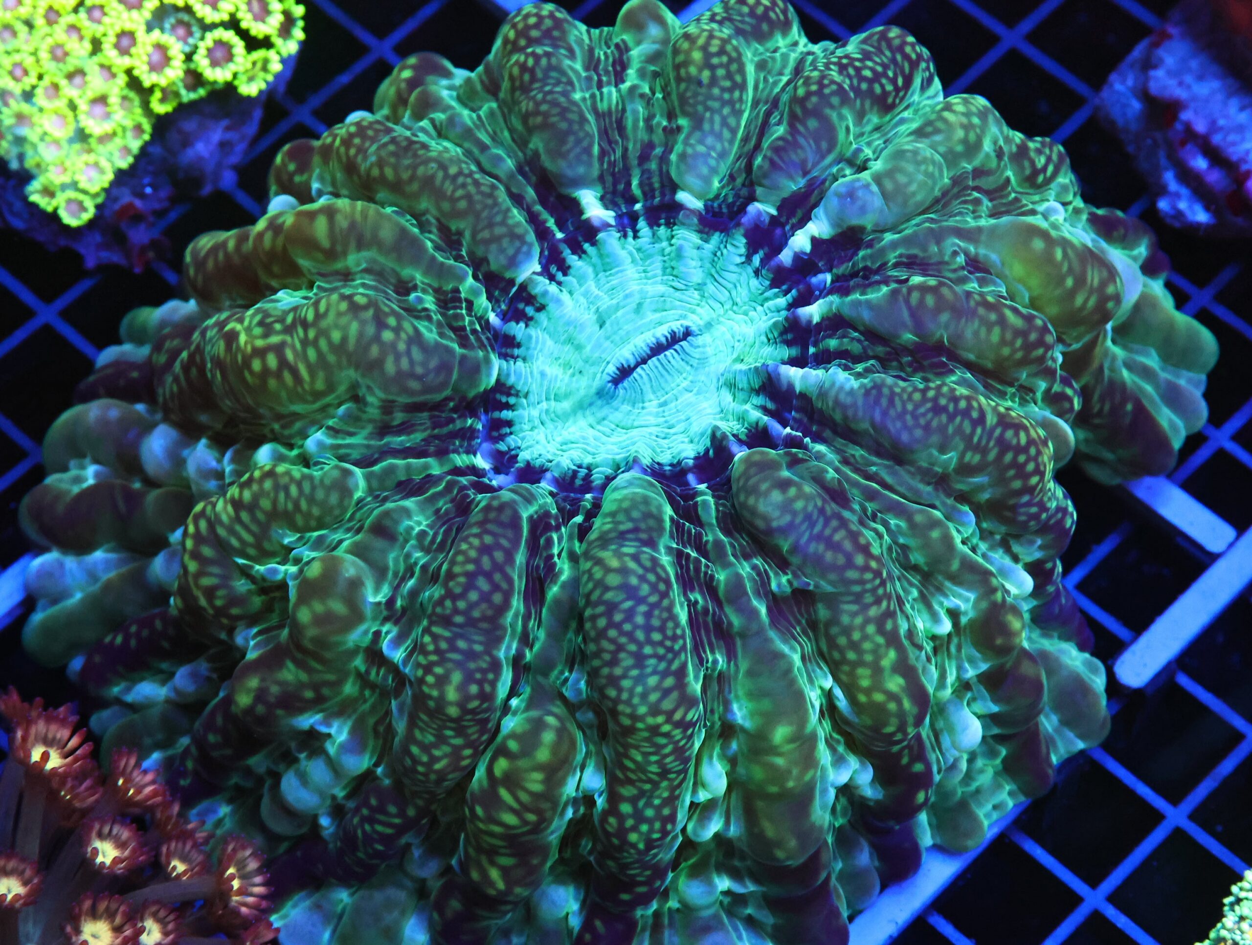 B12 -URANIUM INDOPHYLLIA