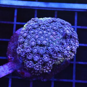 B123 - INDO BLUE PURPLE GONIOPORA