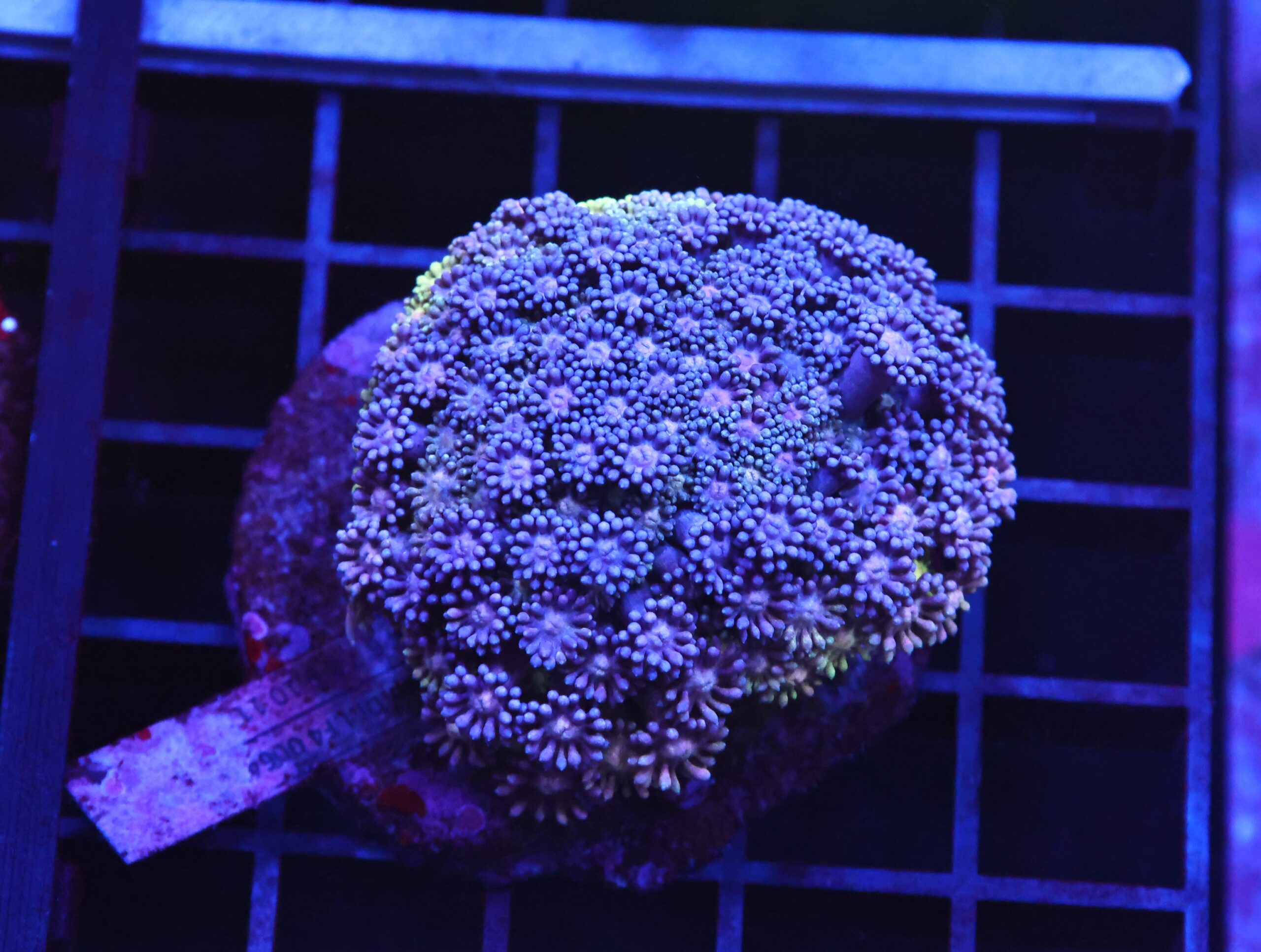B123 - INDO BLUE PURPLE GONIOPORA