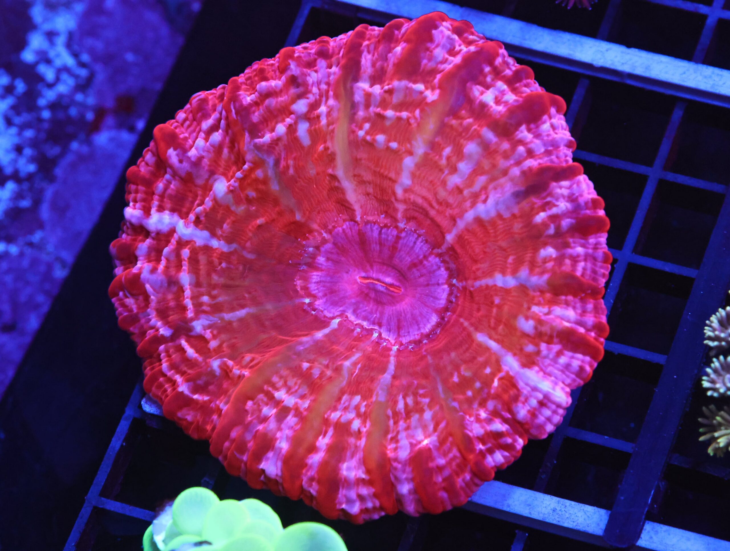 B129 - INDO RED HOT CYNARINA