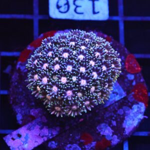 B130 - INDO ULTRA MULTICOLOR GONIOPORA