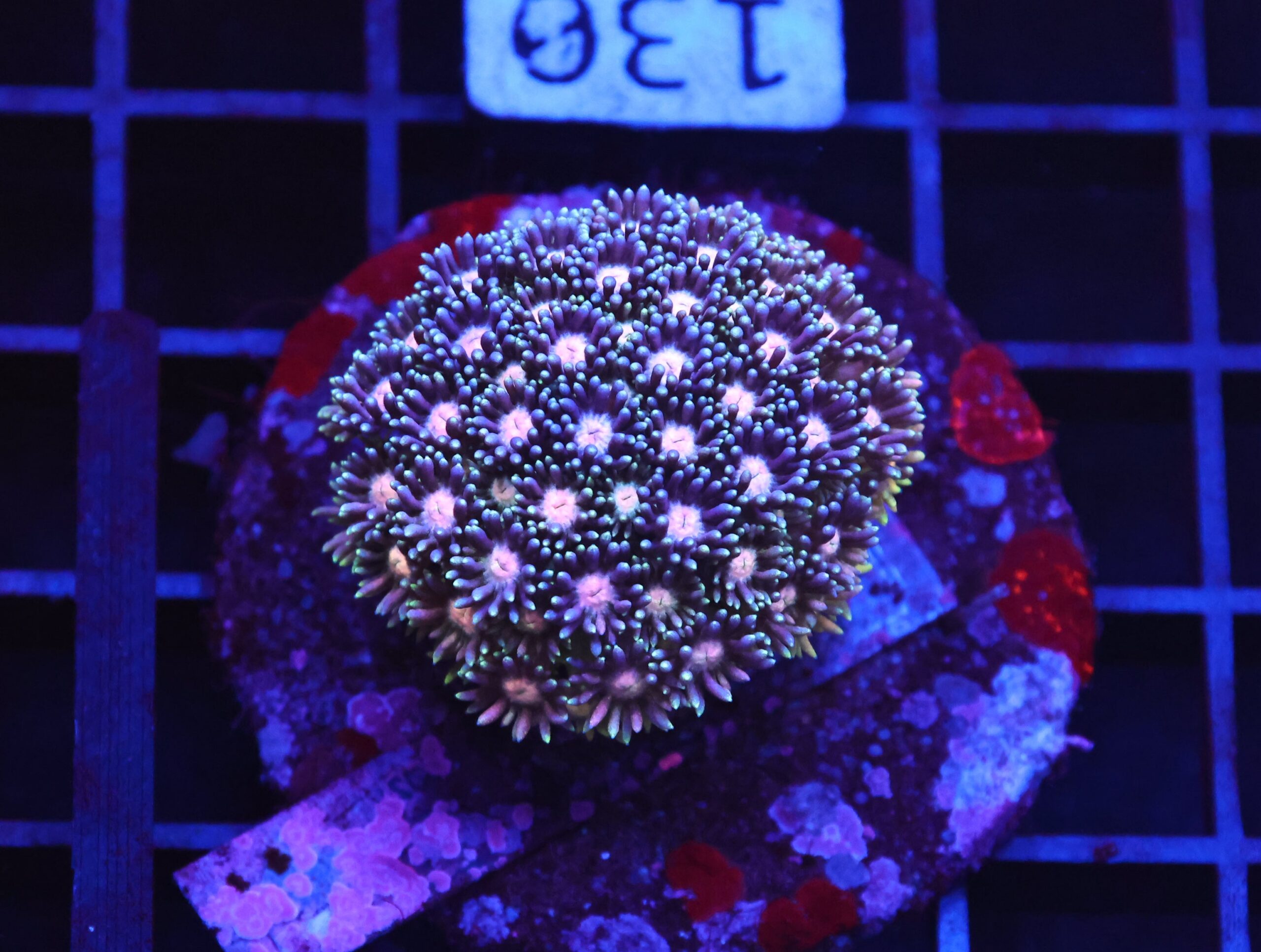 B130 - INDO ULTRA MULTICOLOR GONIOPORA