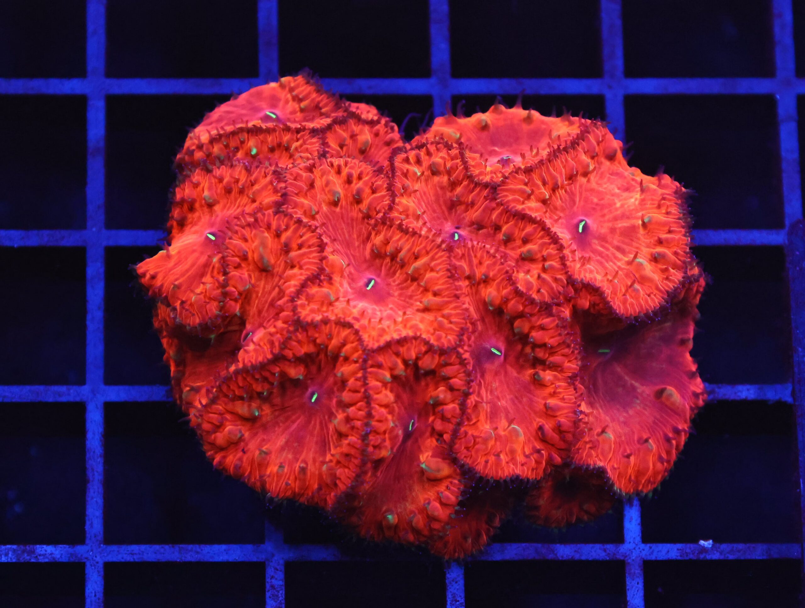 B131 - INDO RUBY RED BLASTO