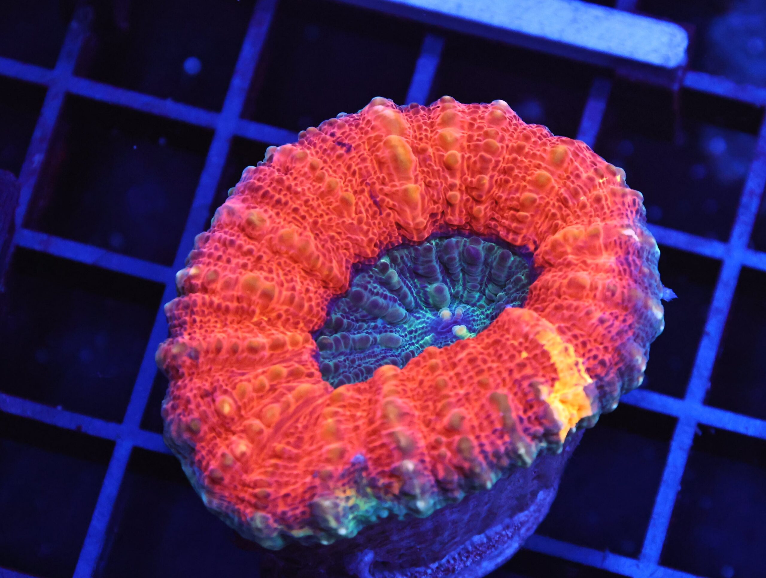 B134 - INDO GOLD RUSH LOBO