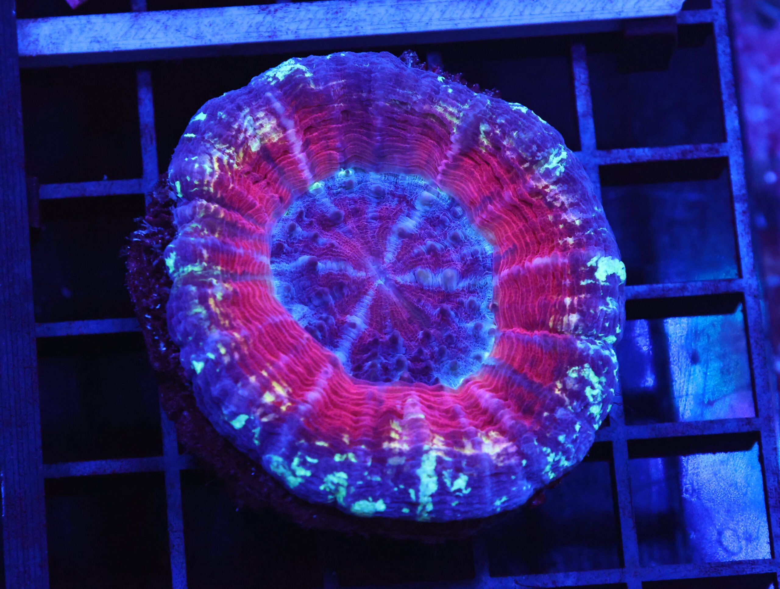 B137 - AUSSIE MIDNIGHT SCOLYMIA AUSTRALIS