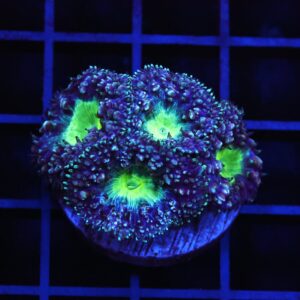 B138 - INDO ALIEN EYE BLASTO