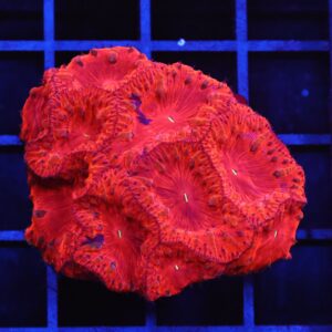 B146 - INDO RUBY RED BLASTO