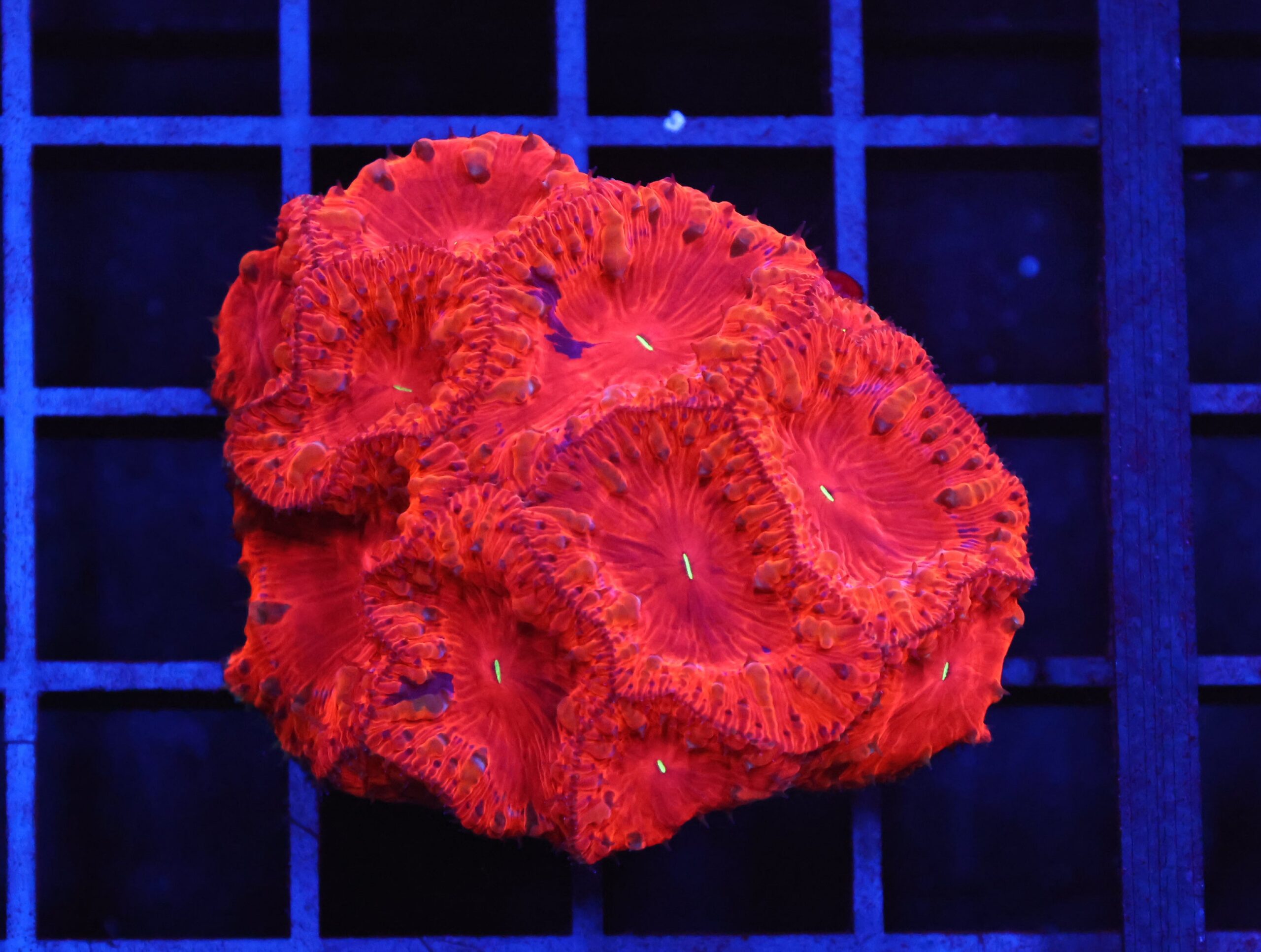 B146 - INDO RUBY RED BLASTO