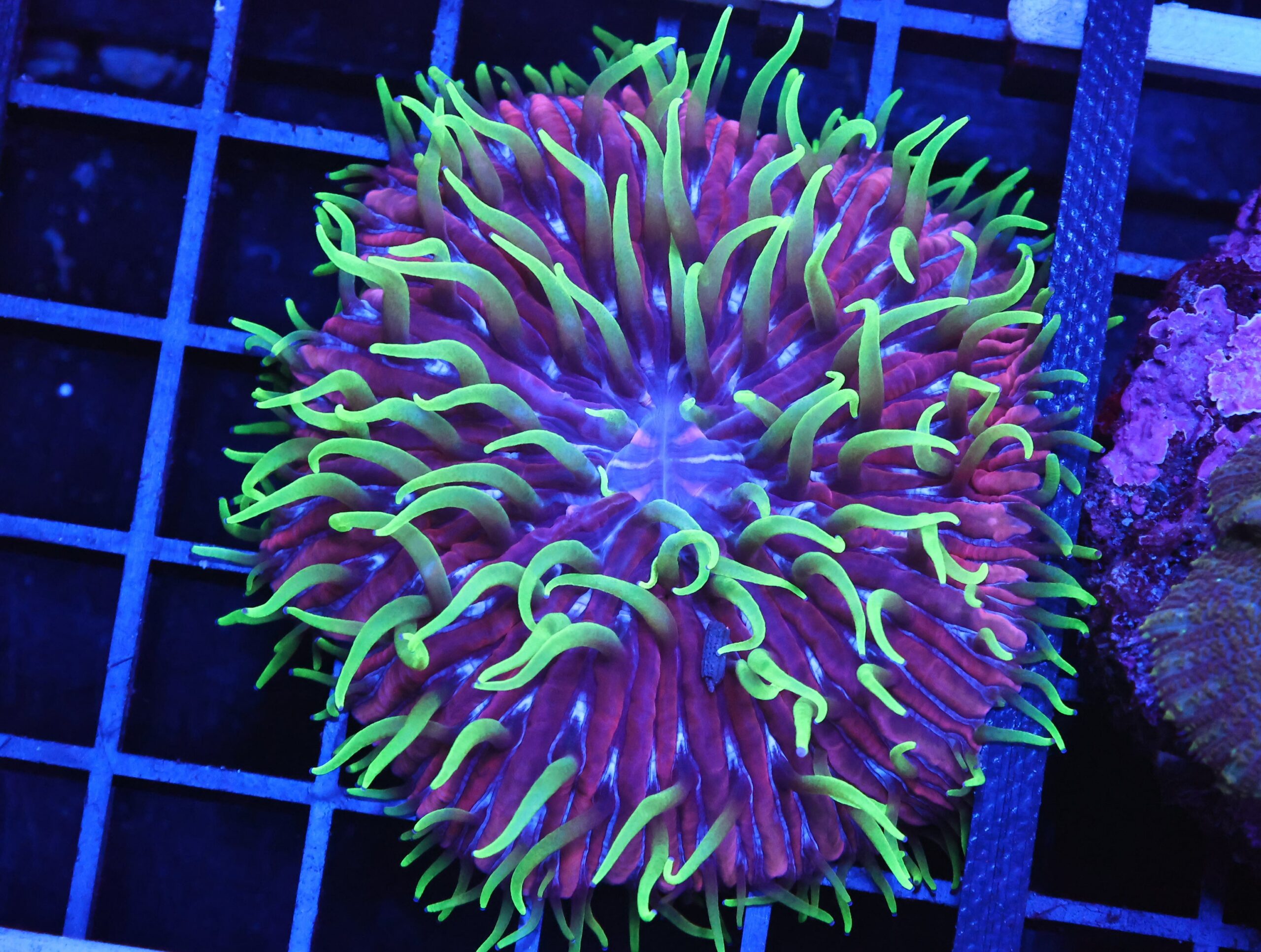 B148 - INDO WATERMELON DIASERIS