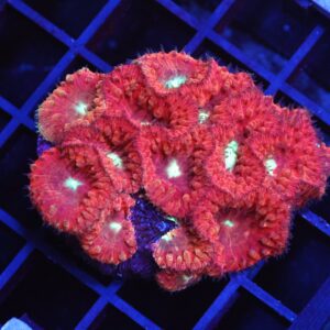 B149 - INDO RED WHITE EYE BLASTO