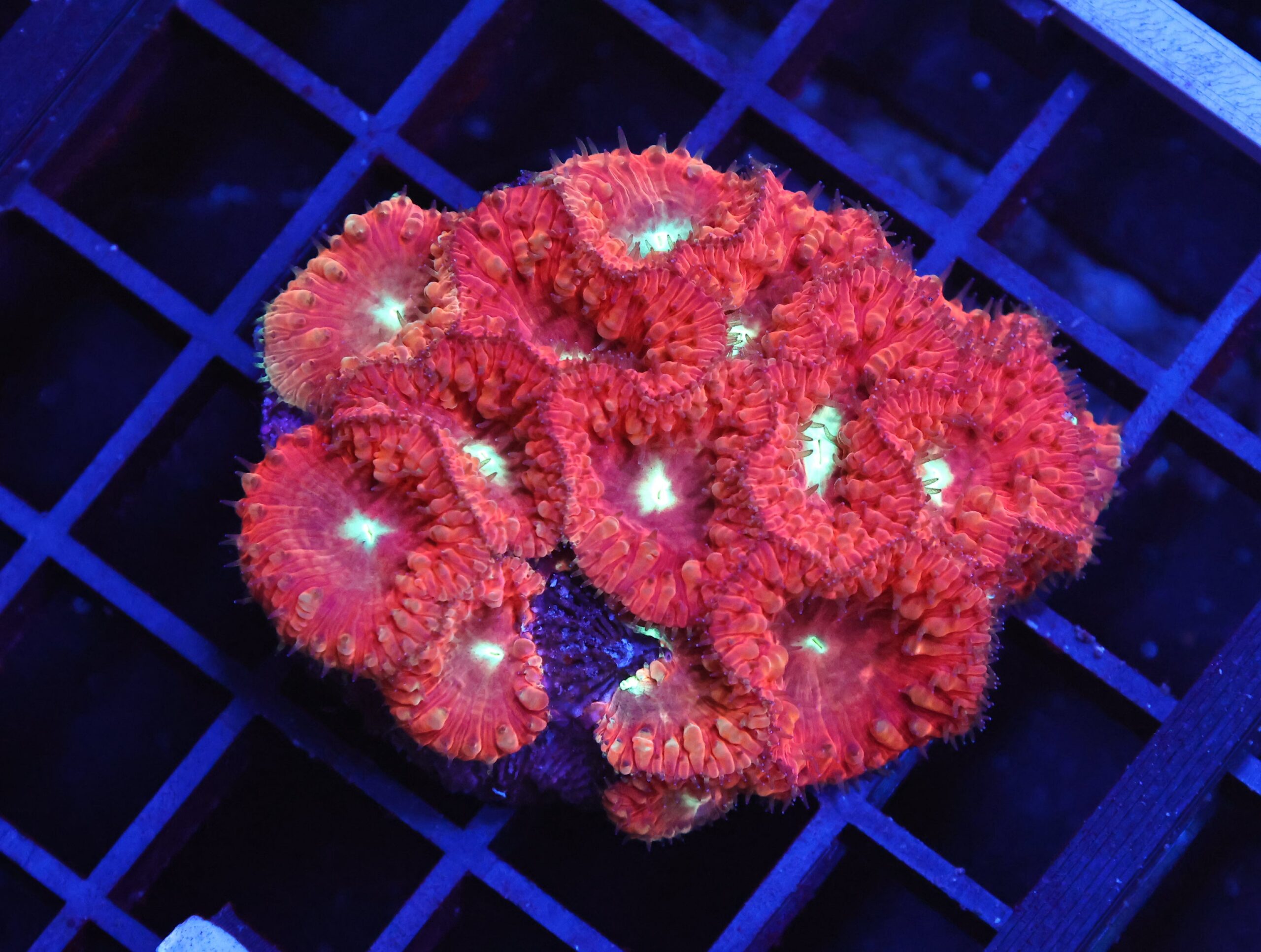 B149 - INDO RED WHITE EYE BLASTO