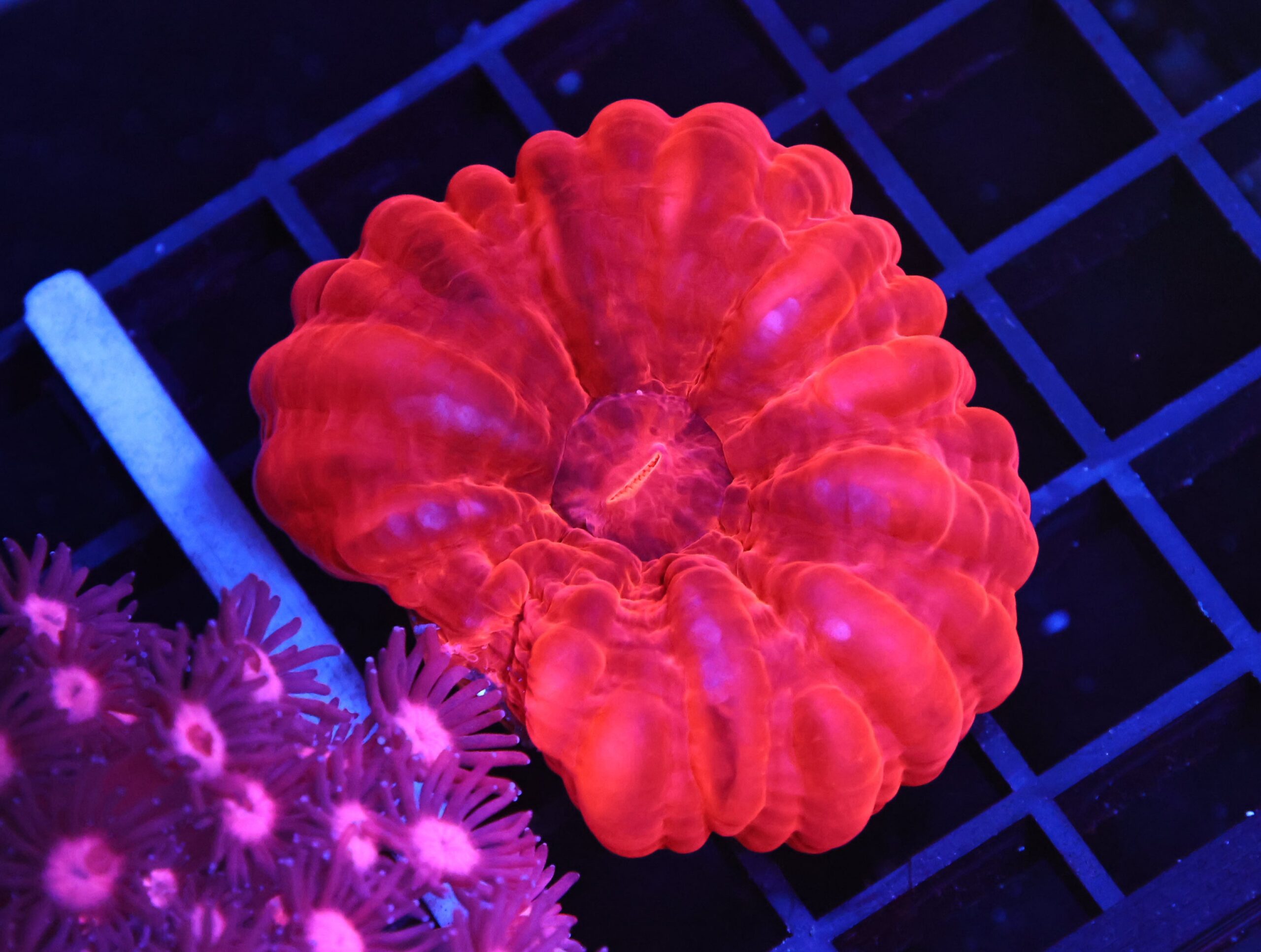 B150 - INDO RUBY RED CYNARINA