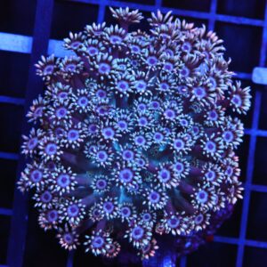 B152 - INDO MYSTIC RAINBOW GOINOPORA