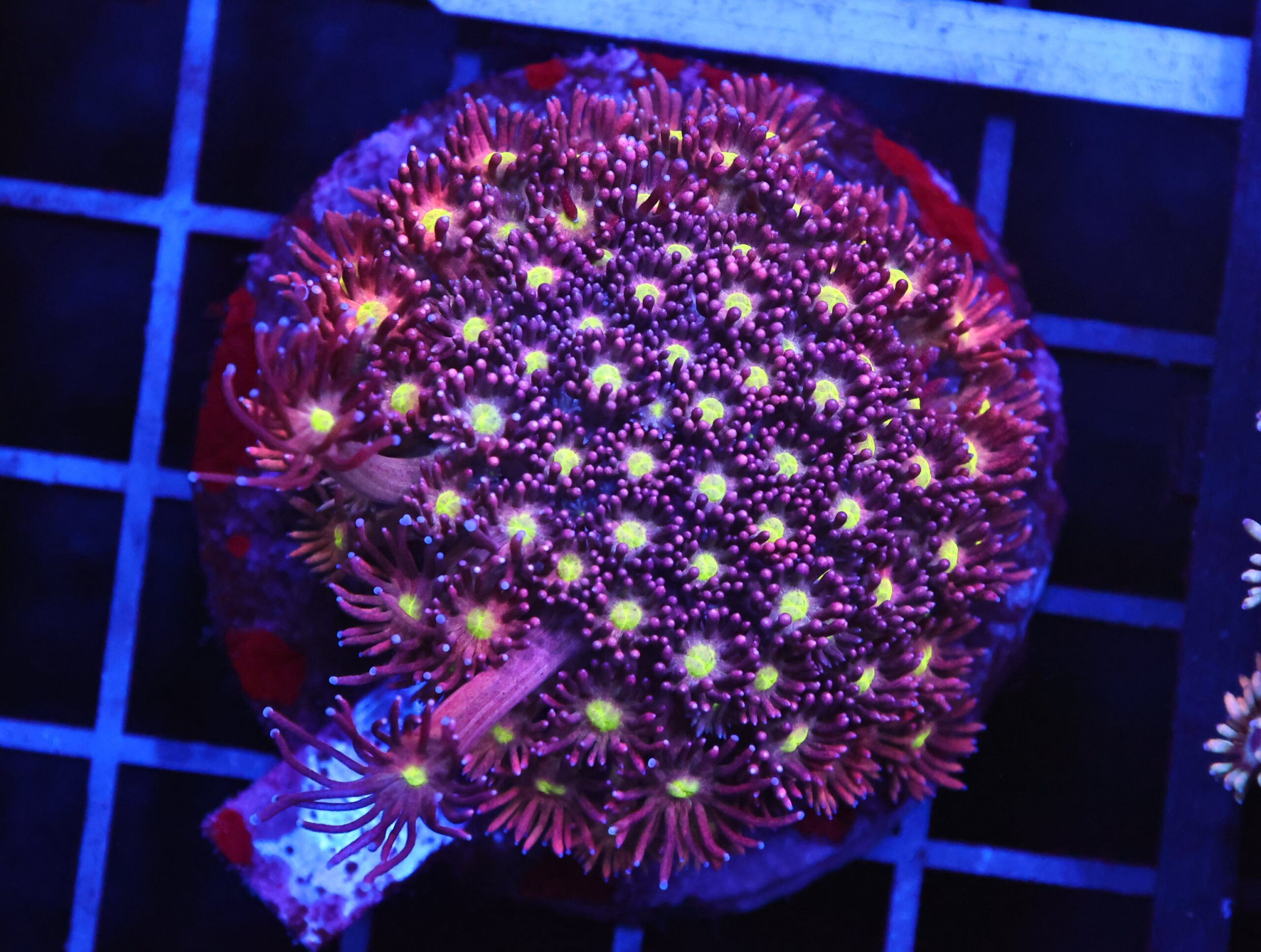 B153 - INDO CHERRY YELLOW EYE GONIOPORA