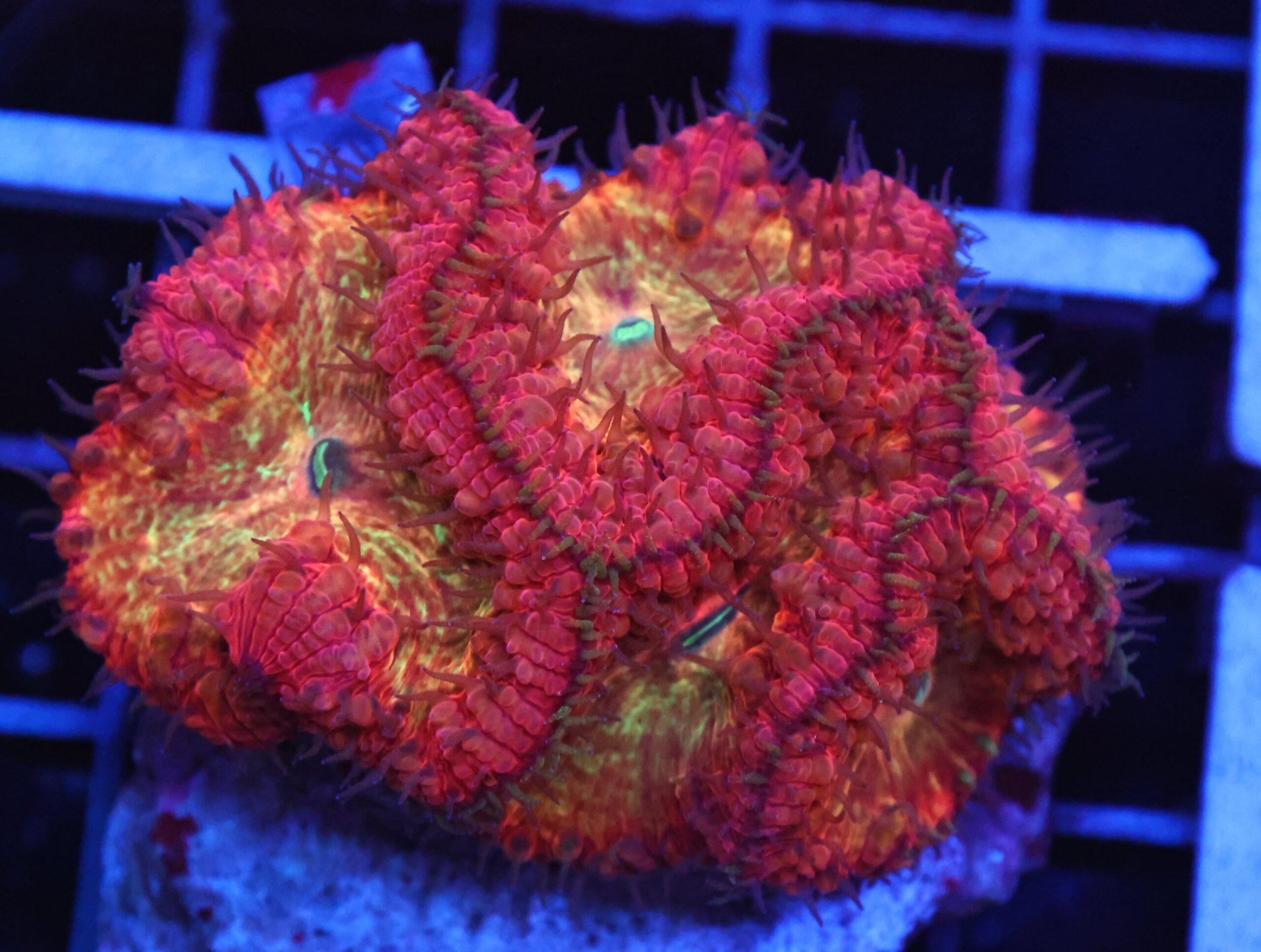 B17 -INDO GOLDEN CRIMSON BLASTO