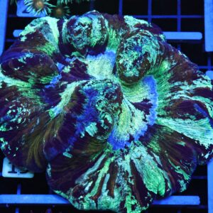 B19 -INDO FAR AWAY GALAXY TRACHY