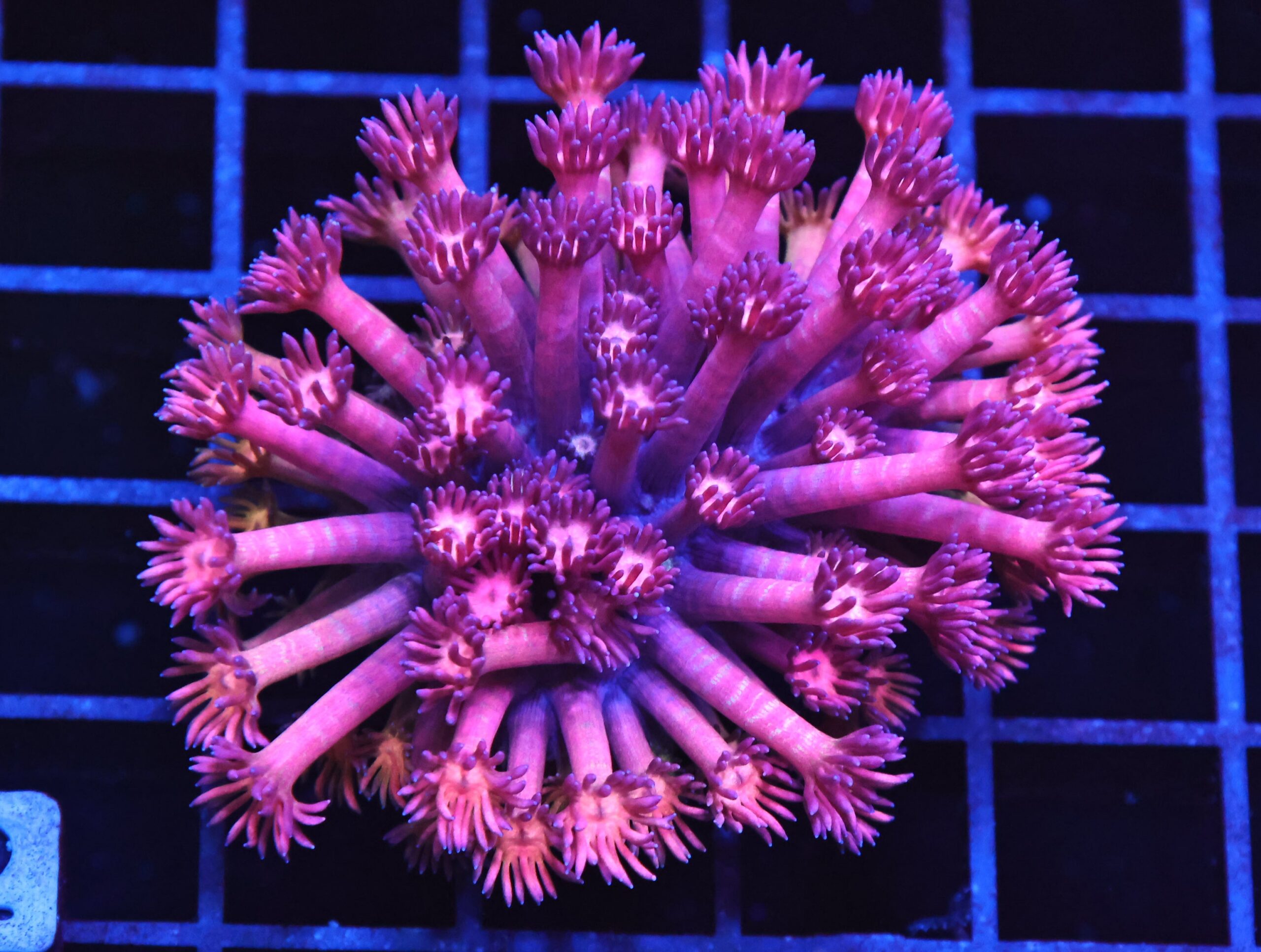 B22 -INDO PINK PRINCESS GONIOPORA