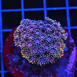 B20 -INDO RAINBOW GONIOPORA