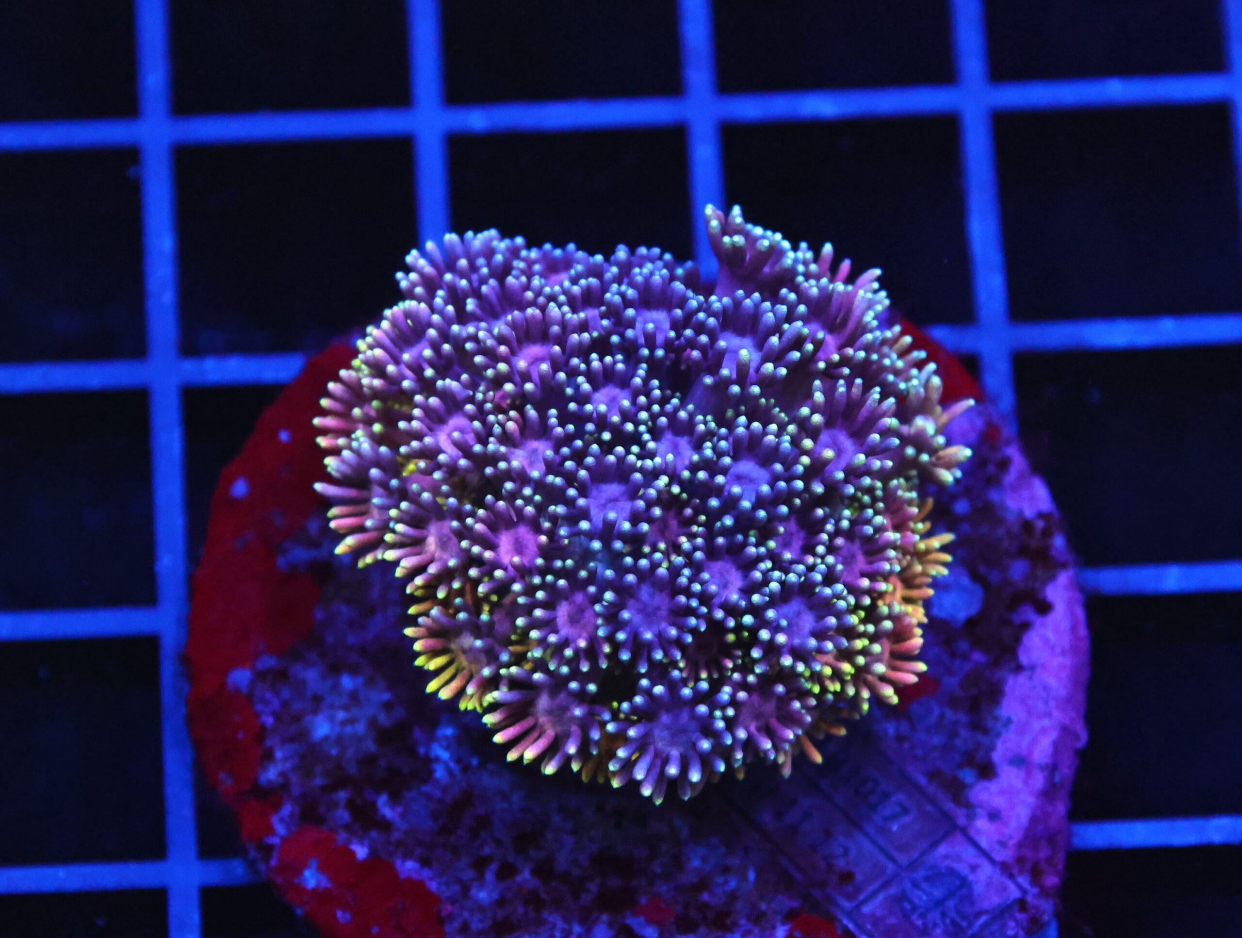 B20 -INDO RAINBOW GONIOPORA