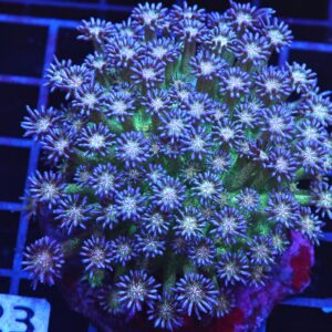 B23 -INDO GLITTER BOMB GONIOPORA