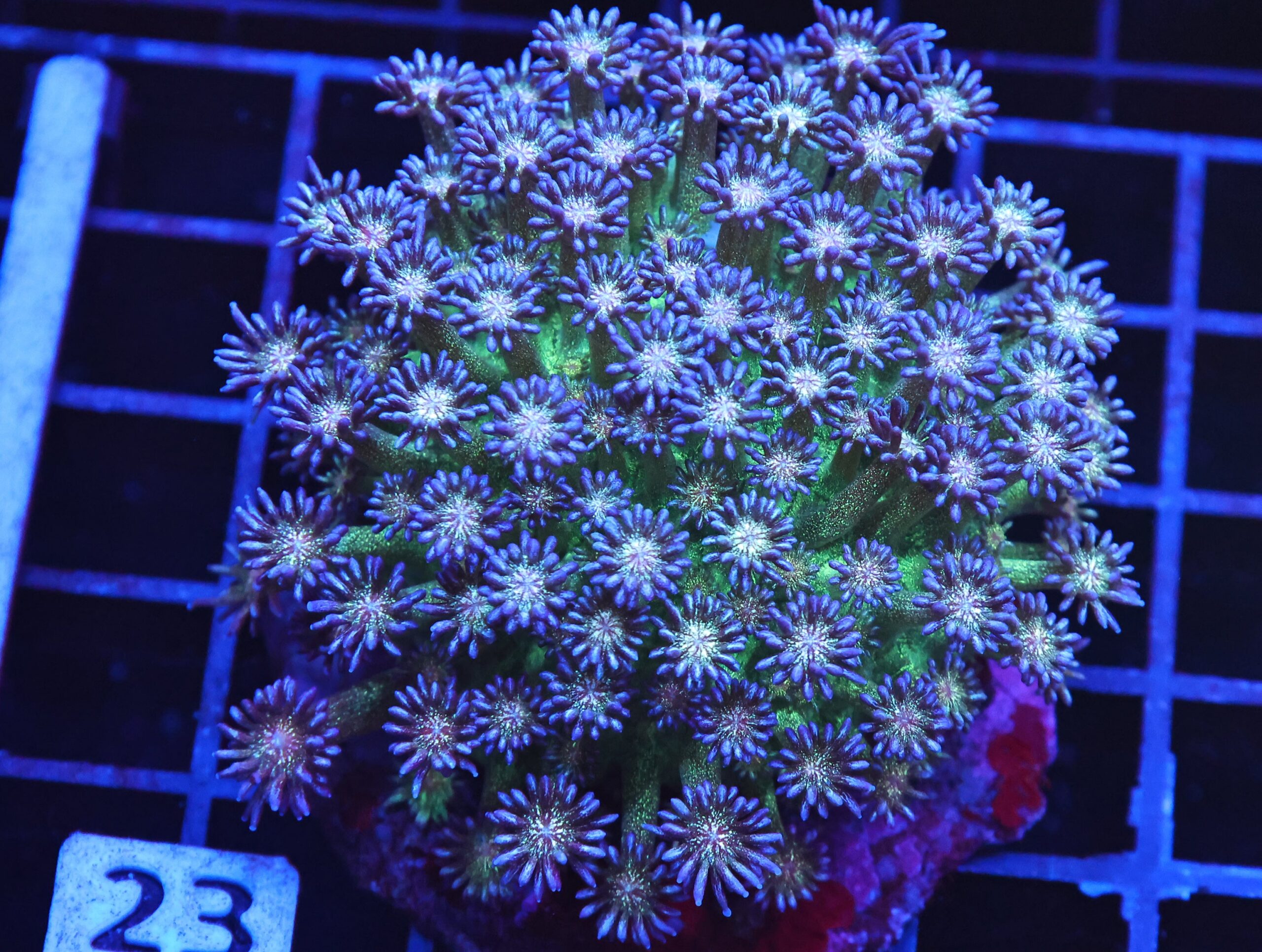 B23 -INDO GLITTER BOMB GONIOPORA