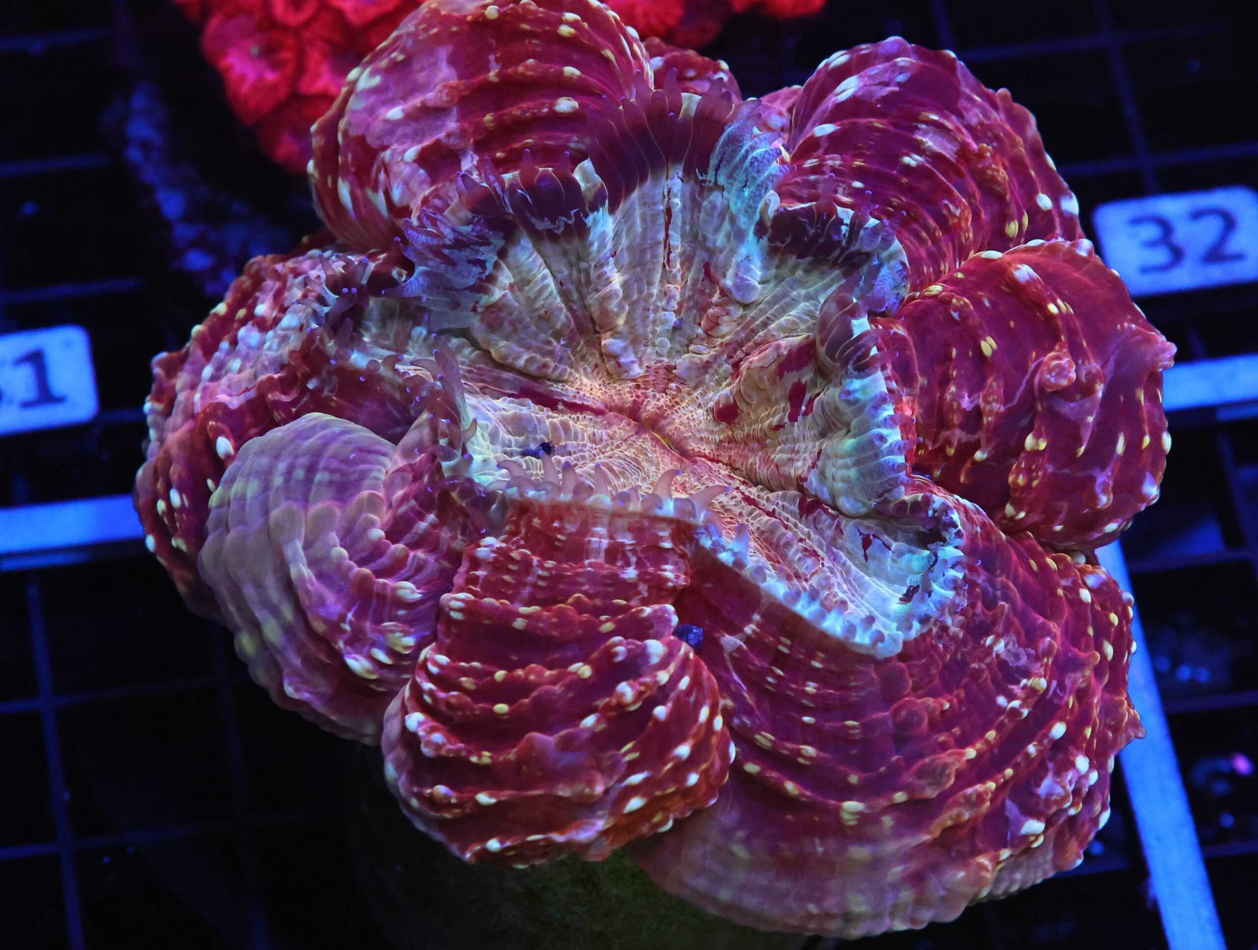 B26 -MALAYSIAN MYSTIC MAROON ACANTHOPHYLLIA