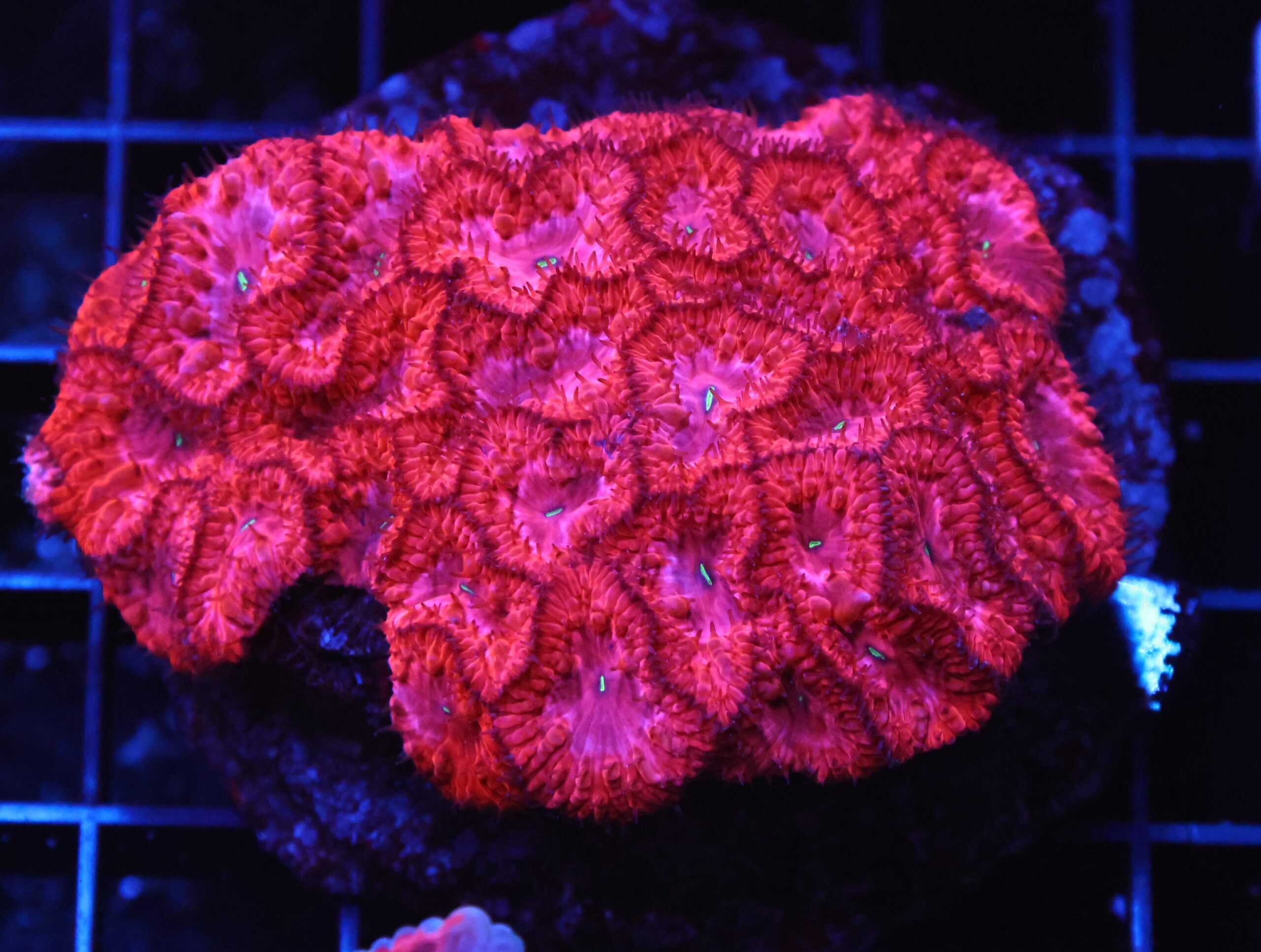 B31 -INDO PINK RUBY BLASTO