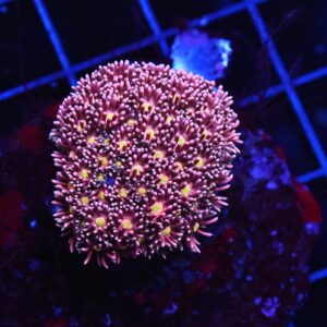 B38 -INDO ROSE GOLD GONIOPORA