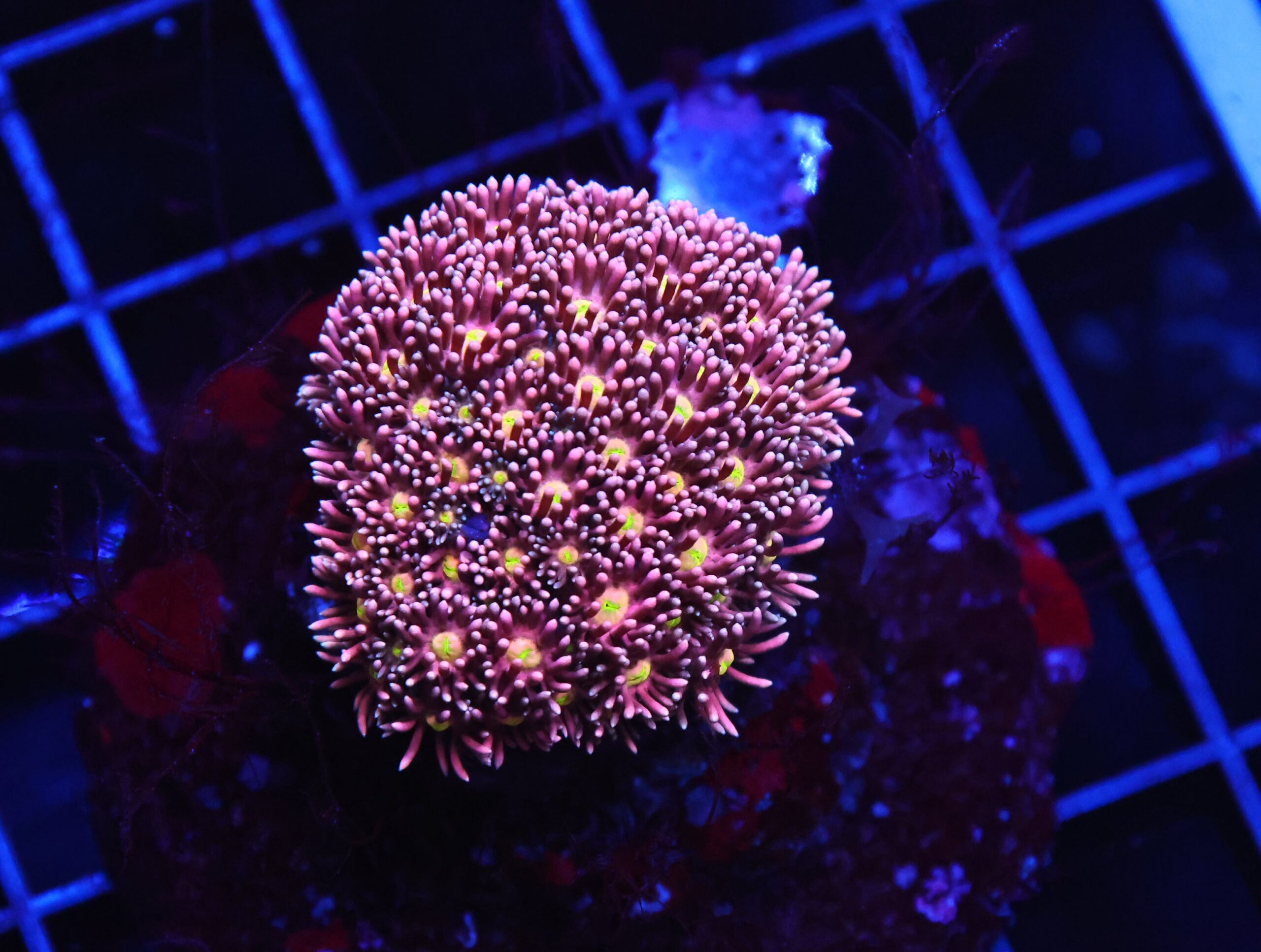 B38 -INDO ROSE GOLD GONIOPORA