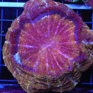 B46 -INDO POT OF GOLD ACANTHOPHYLLIA