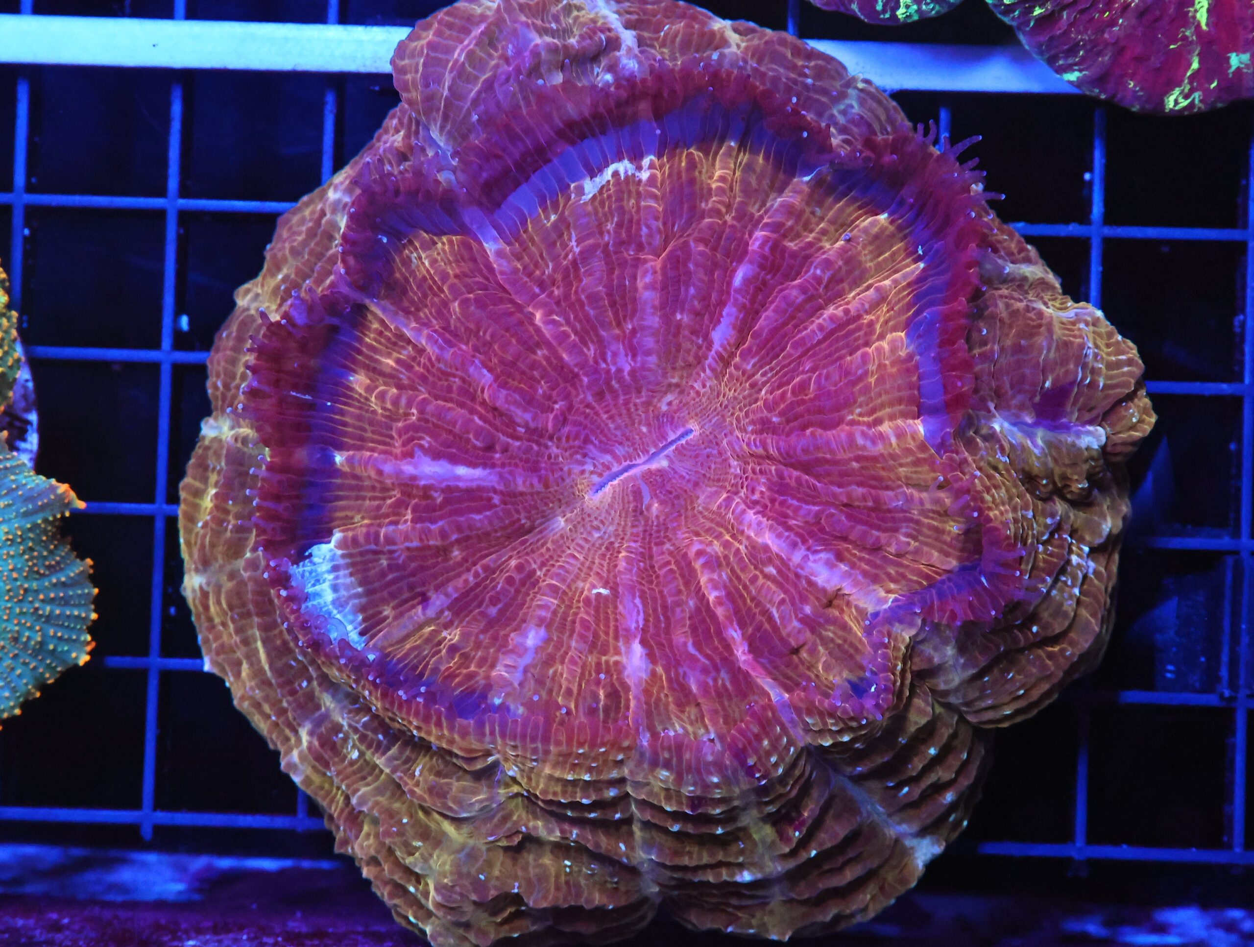 B46 -INDO POT OF GOLD ACANTHOPHYLLIA