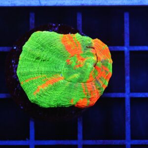 B54 -BLEEDING APPLE SCOLYMIA AUSTRALIS CULTURED